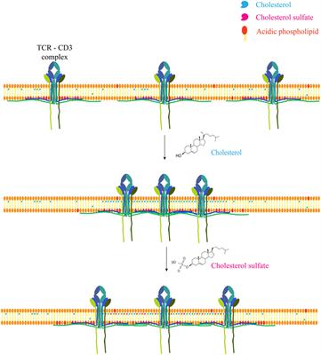 Cholesterol Metabolism in T Cells